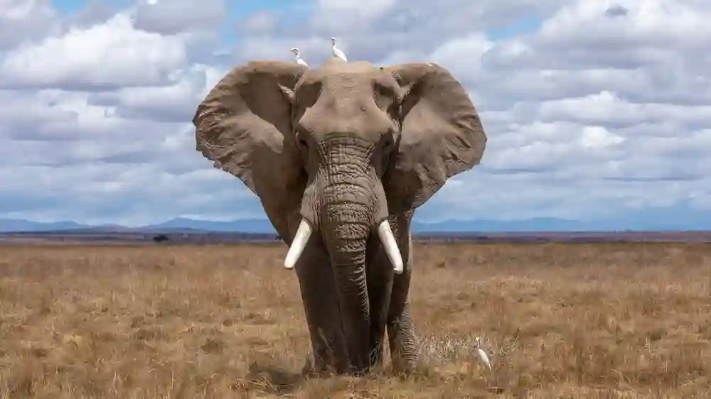  Elephant Names That Are Adorable, Funny, and Unique