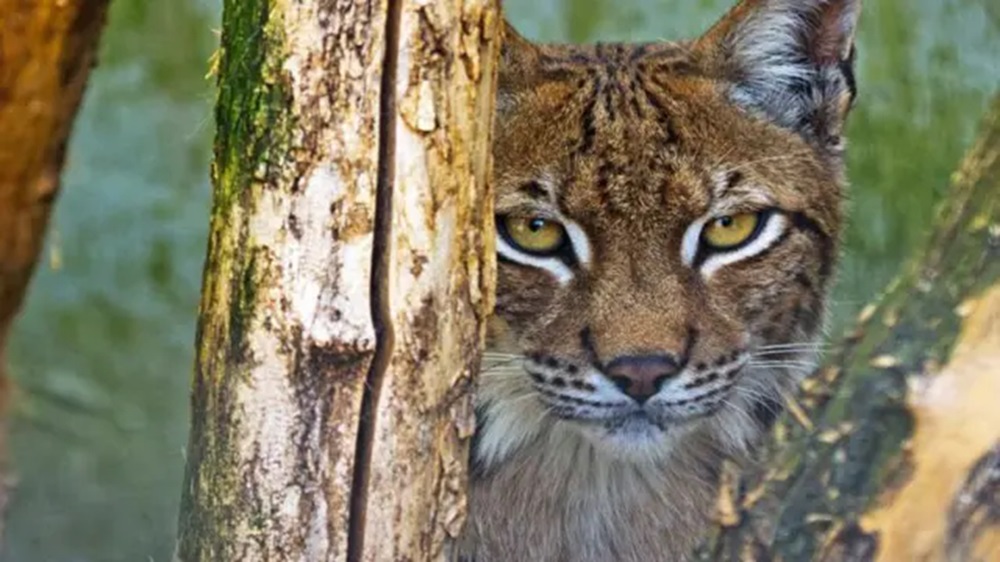  Big Cat Wife News and Personal Life Story in 2025 Update
